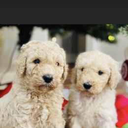 Goldendoodle and Poodle Puppies from CharleighRae Poodles and Doodles