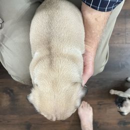 Pete - Fawn male Pug puppy in Lexington, Alabama from Cook Grandy