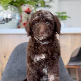 Carolina - Merle female Goldendoodle puppy in St George, Utah from Doodle Bears of Southern Utah