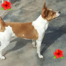 Oisin - Rat Terrier