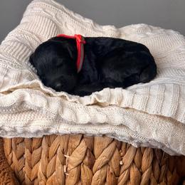 Boy 1 - Black male Giant Schnauzer puppy in St George, Utah from Schnauzer Ranch