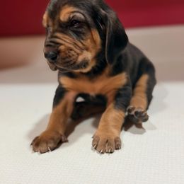 Doc Sniffer - Black and tan male Bloodhound puppy in Inman, Nebraska from Sandhill Hounds of Nebraska