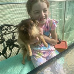 Little Princess Ladybug - Chocolate and tan female Pomeranian puppy in Elizabethtown, Kentucky from Teeny Tiny Puppy Tails