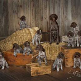 German Shorthaired Pointer All Grown Up from Majestik Kennels