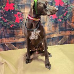 Rocky - Liver male German Shorthaired Pointer puppy in Potosi, Wisconsin from Point and Flush Gun Dogs
