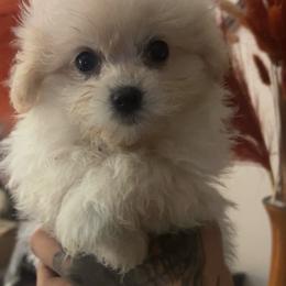 Aero - White female Maltipoo puppy in Long Island, New York from Minipaws kennel
