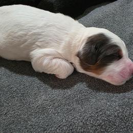 Toffee - Blue merle male Bernedoodle puppy in Mc Gaheysville, Virginia from Doting Doodles