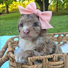 Honey - Chocolate merle female Bernedoodle puppy in Russell Springs, Kentucky from 270 Doodles
