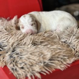 Ginger - Red and white male Basset Hound puppy in Lone Jack, Missouri from Wee Little Bassets