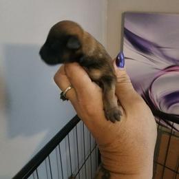 Boy 1 - Cream male Havanese puppy in Bourbon, Missouri from D & D Rockin Rotts