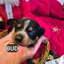 BUd - Piebald male Dachshund puppy in Bangs, Texas from Lickin'bach Miniature Dachshunds