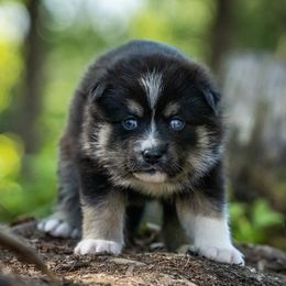 Pomsky Puppies from Pioneer Peak Pomskies
