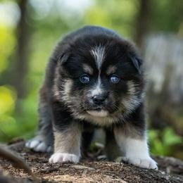Pomsky Puppies from Pioneer Peak Pomskies