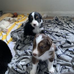 Australian Shepherd Puppies from Sunshine State Australian Shepherds