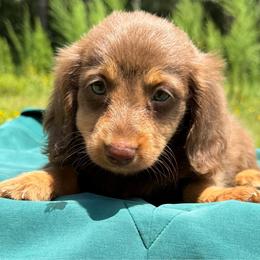 Hershey - pet only  AKC - Chocolate and tan male Dachshund puppy in Huntington, Texas from Wild Briar Dachshunds