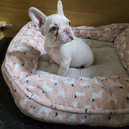 Roo - French Bulldog puppy from JNS Frenchies