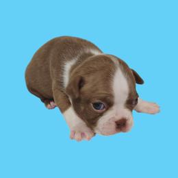 Red male - Red male Boston Terrier puppy in Salisbury, North Carolina from P3 Boston Terriers in NC