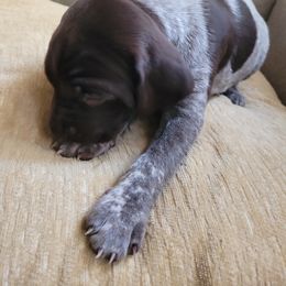 German Shorthaired Pointer Puppies from Stoney Fork German Shorthaired Pointers