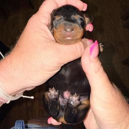 Boy 3 - Black and tan male Dachshund puppy in Pierson, Florida from Michelle’s Mini Dachshunds