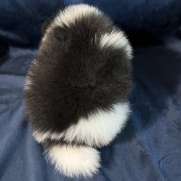 Pomeranian Puppies from Country Lane Kennels