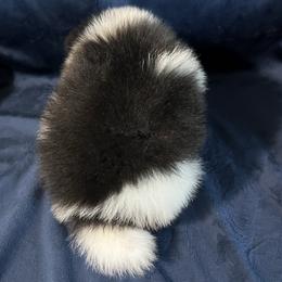 Pomeranian Puppies from Country Lane Kennels