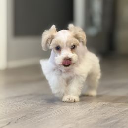 Meadow - Wheaten female Miniature Schnauzer puppy in Charlotte, North Carolina from Golden Leaf Kennels LLC