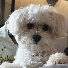 Delilah - Havanese