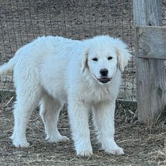 Mantis (pink and black) - Maremma Sheepdog puppy from White Star Acres