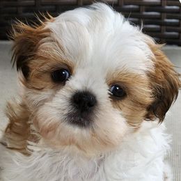 Shih Tzus from Michigan Shih Tzu Babies