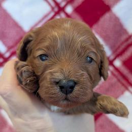Meg - Red female Cavapoo puppy in Placerville, California from Quartz Mountain Doodles