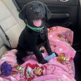 Dilute Retriever and Labrador Retriever Puppies from Lynn Valley Labradors