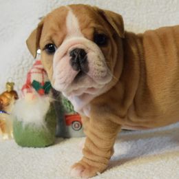 Boy4 - Fawn male Bulldog puppy in Bradleyville, Missouri from HurstBulldogs