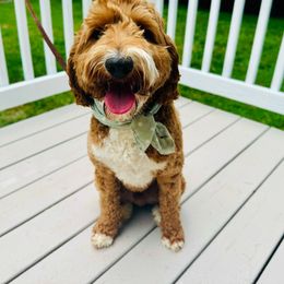 Murphy - Australian Labradoodle