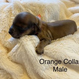 Male 2 - Cream male Dachshund puppy in Fostoria, Michigan from Jensen Dobermans and Dachshunds