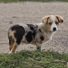 Female 1 - Red merle and white female American Corgi puppy in Portland, North Dakota from Sliding stop corgis