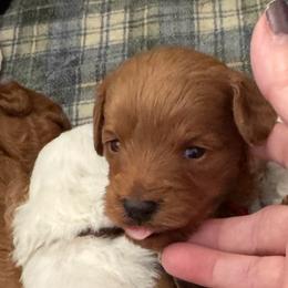 Sesame - Red  male Goldendoodle puppy in Danville, Virginia from Stella’s Stunning Goldendoodles of VA