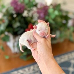 Dasher - White male Maltipoo puppy in West Jordan, Utah from Gem Puppies of Utah