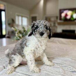 Boy 1 - Merle male Cavapoo puppy in Indiahoma, Oklahoma from Farm Fresh Doodles