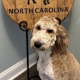 Junie - Goldendoodle