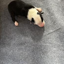 Jewel - Black & white female Australian Shepherd puppy in Baker, Florida from Dubose Kennels