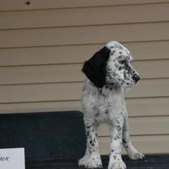 English Setter Puppies from Blu'Star English Setters