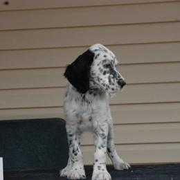 English Setter Puppies from Blu'Star English Setters