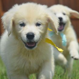 Golden Retriever Puppies from ArkGold