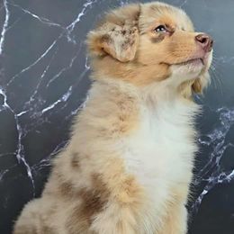 Maple - Red merle female Australian Shepherd puppy in Waddell, Arizona from Whimsical Aussies