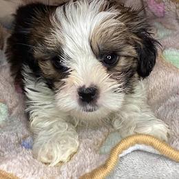 Shorkie puppies from Heavenly Yorkies in Southeast Tennessee