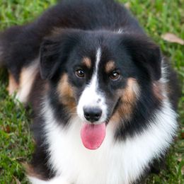 Grizzly - Black tri male Miniature American Shepherd puppy in Palacios, Texas from Coastal’s Miniature American Shepherds
