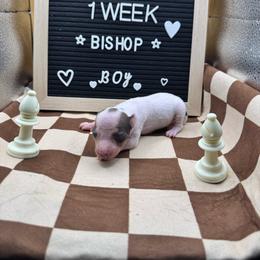 Bishop - White, black sable red male American Hairless Terrier puppy in Bates City, Missouri from Bare Wonder