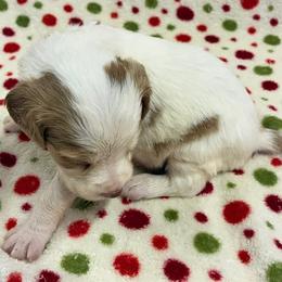 Krystal girl 6 - White and orange female Brittany puppy in Floyd Knobs, Indiana from Cross Creek Brittanys