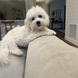 Coton de Tulear and Poodle Puppies from Legacy Pets