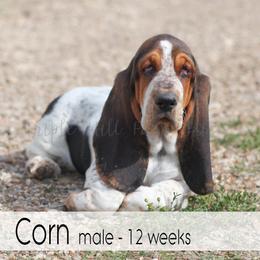 Corn - Black white and tan male Basset Hound puppy in Jefferson City, Missouri from Triple Hill Farm